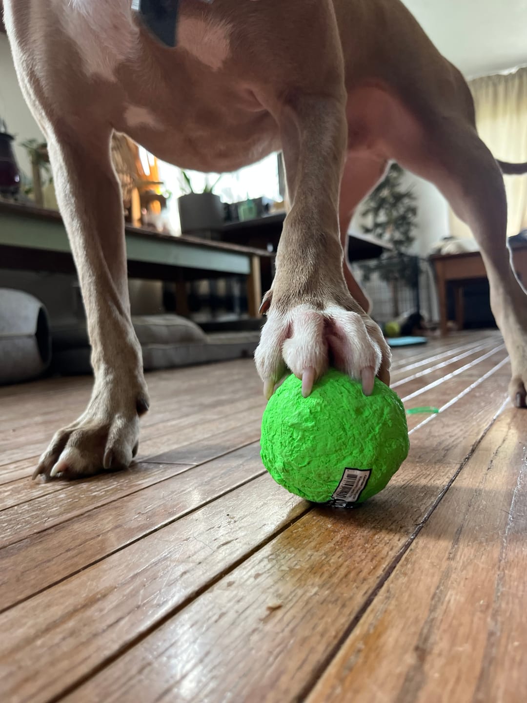 Customer photo review of WUNDERball - Best Fetch Toy