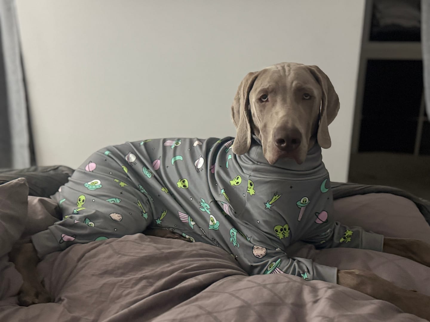 Customer photo review of Comfort Control No-Pull Dog Harness and Multipurpose Leash Sets