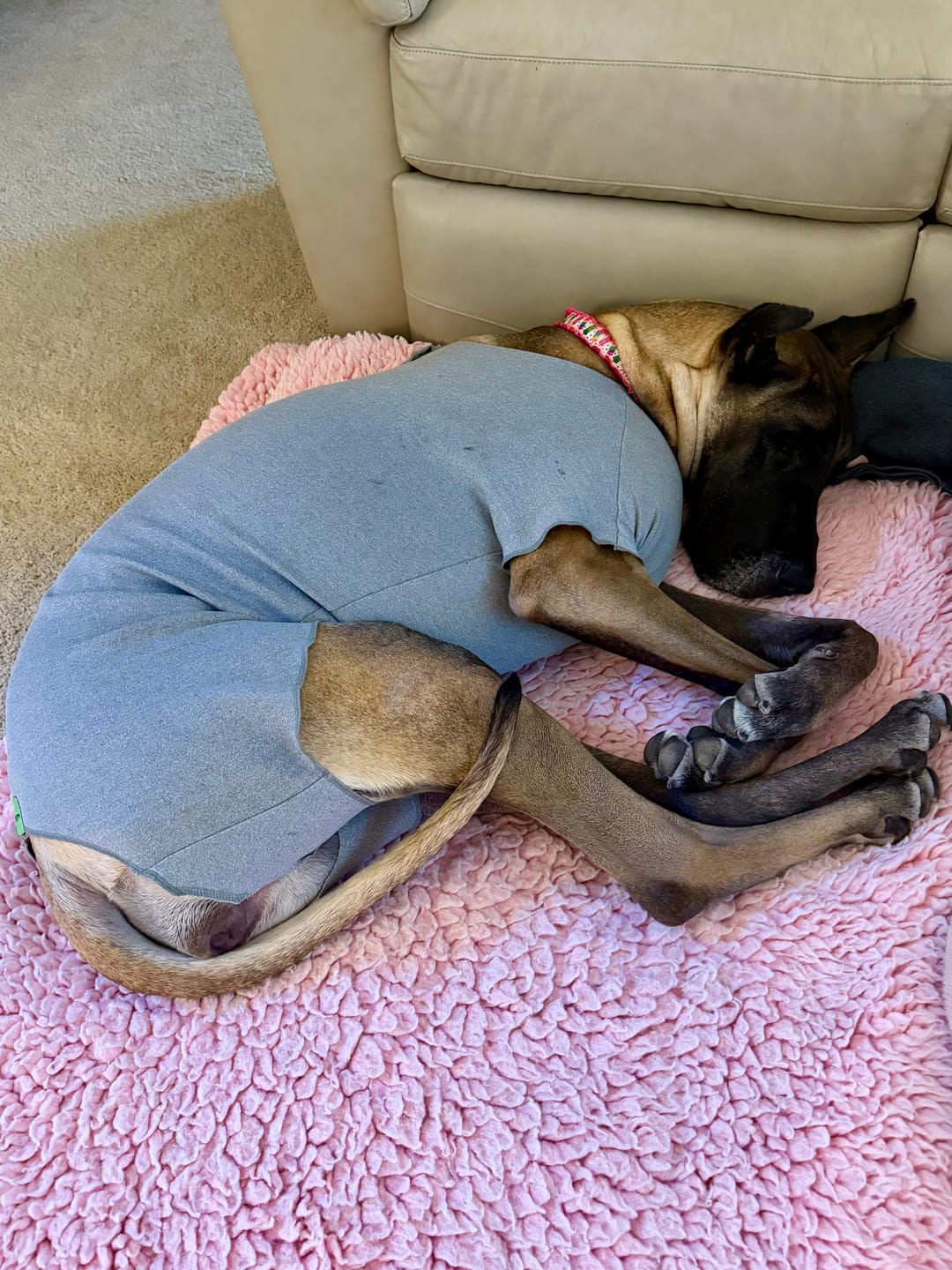 Customer photo review of Lick Sleeve® Recovery Suit