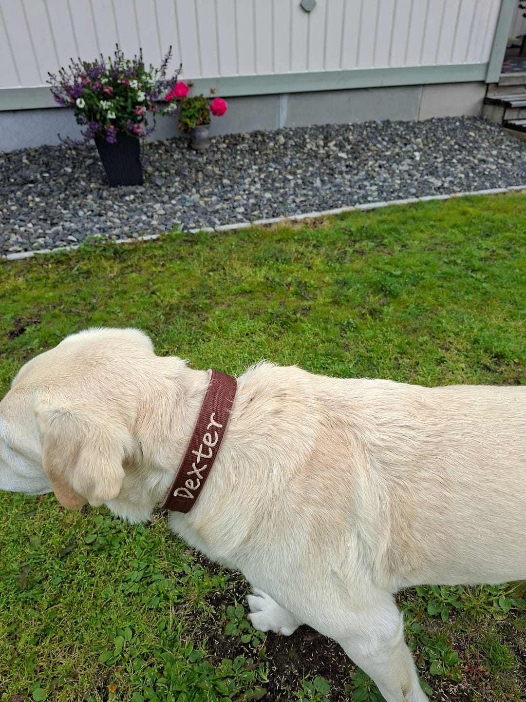 Customer photo review of Hundhalsband med namn