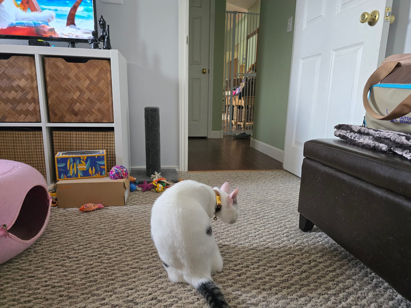 Customer photo review of Slide-On Cat ID Tag - Custom Engraved