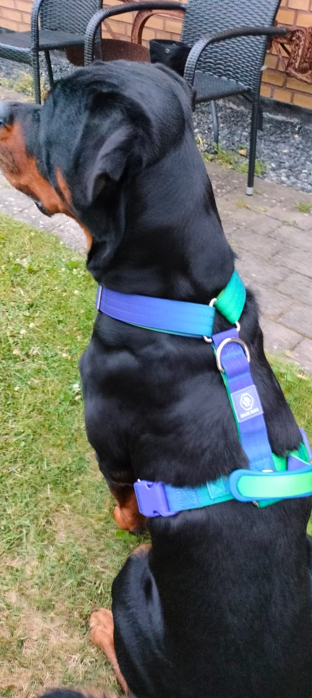 Customer photo review of Multipurpose Seatbelt Handsfree Leash & Poop Bag Holder Set - Lime Wave