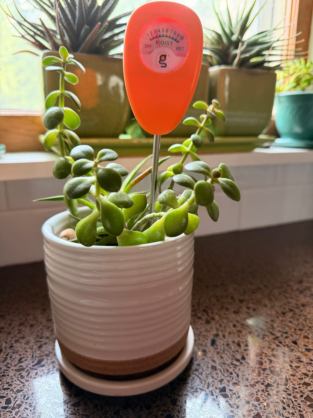 Customer photo review of Soil Moisture Meter