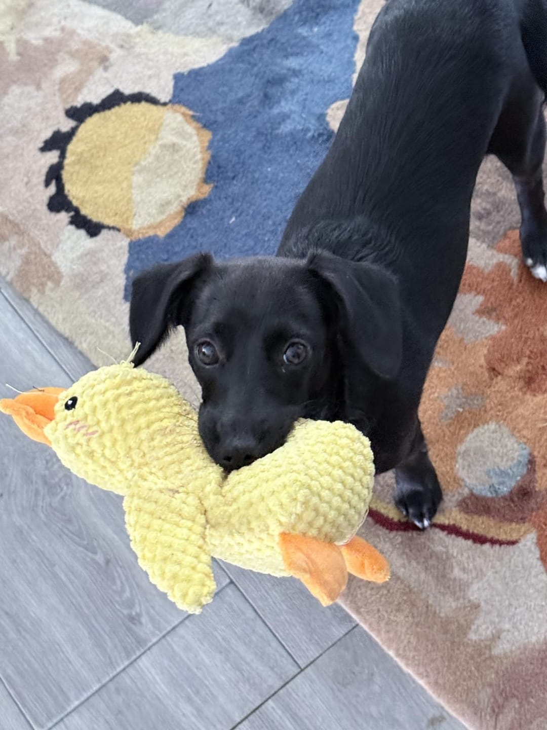 Customer photo review of Canard Anti-Stress