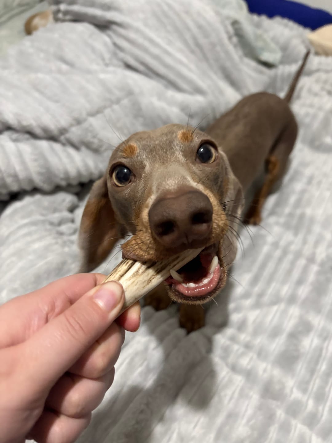 Customer photo review of Asta de ciervo para perros - Regular
