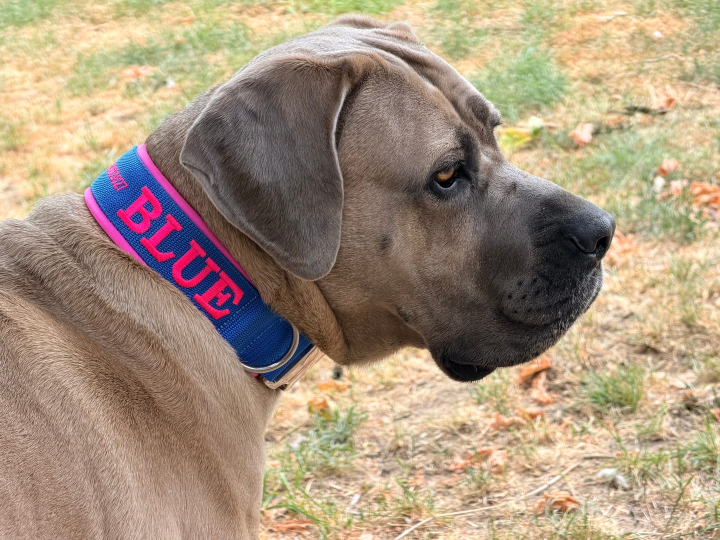 Customer photo review of Personalised Dog Collar with Name - Neoprene - XL | Extra wide 5 cm