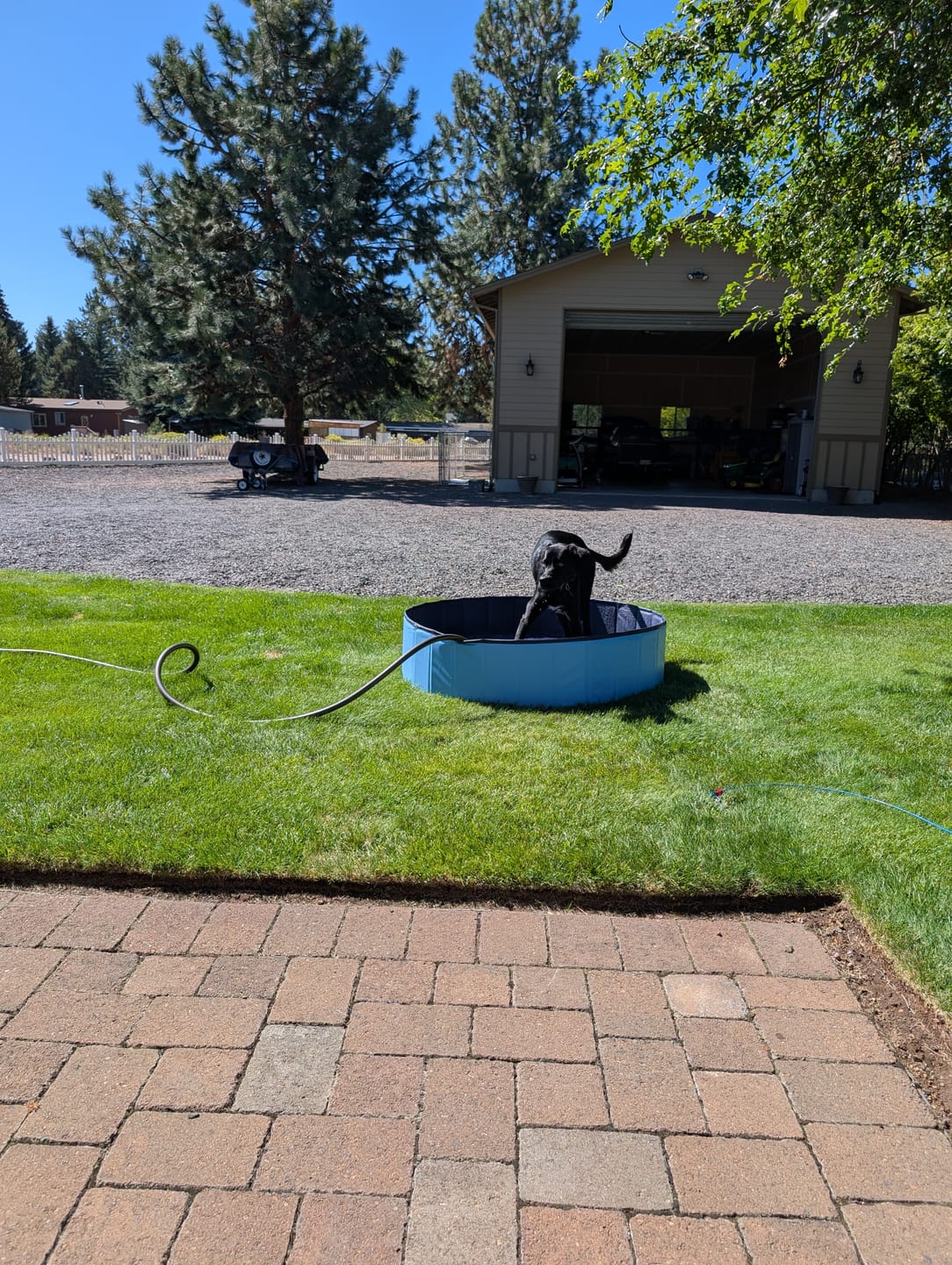 Customer photo review of Team K9® Foldable Dog Pool
