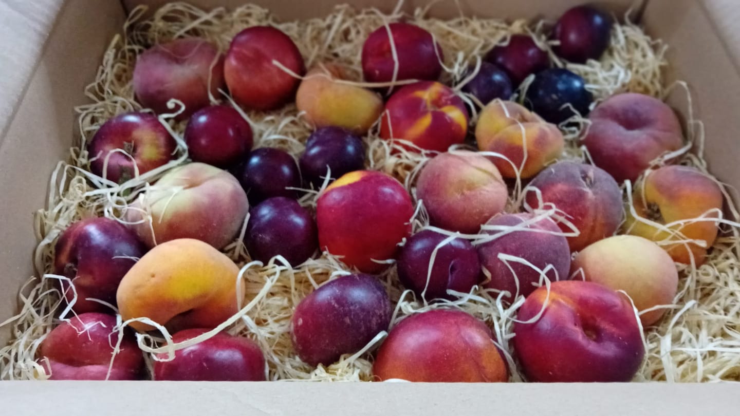 Customer photo review of Steinobst-Mix Bio "Sonnenküsse" Box