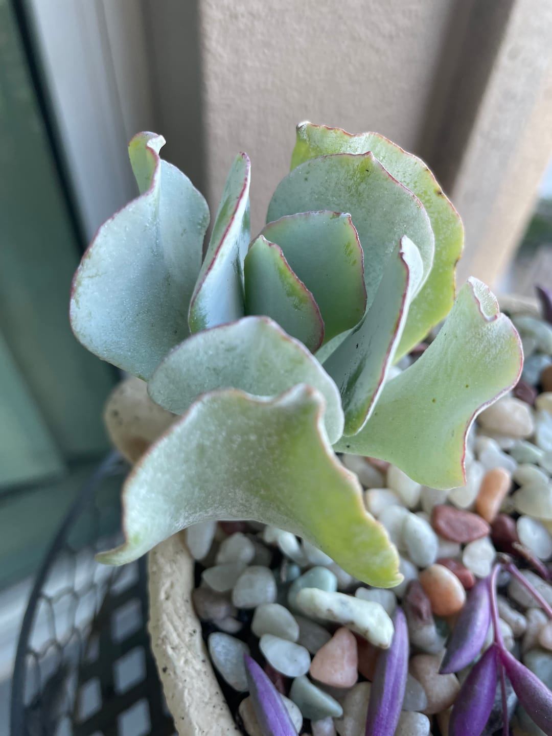 Customer photo review of Cotyledon 'Silver Waves'