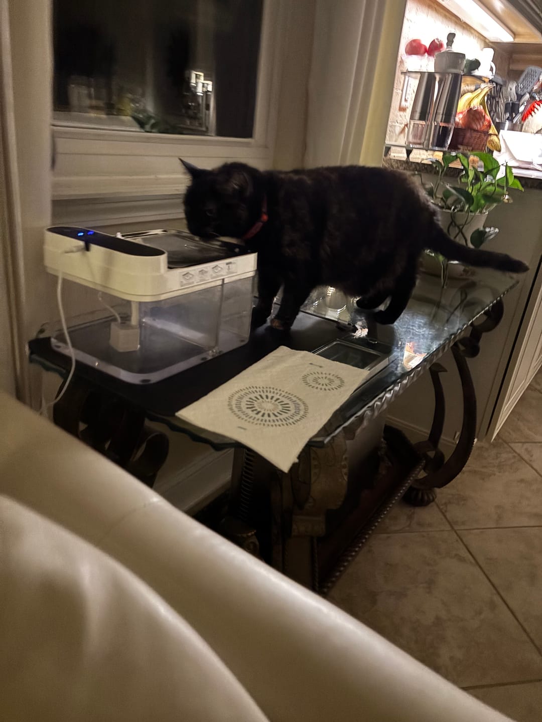Customer photo review of Purestream AquaOne - Automatic Cat Fountain