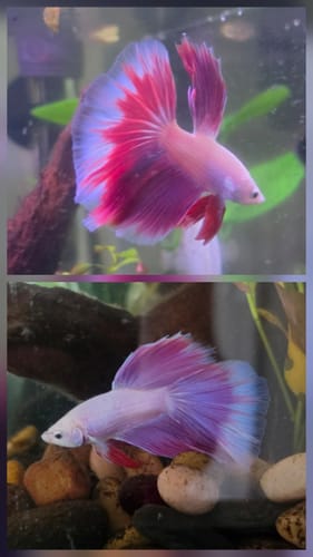 Customer's purple and pink Halfmoon Betta fish with a flowing, wide tail swimming in a home aquarium.