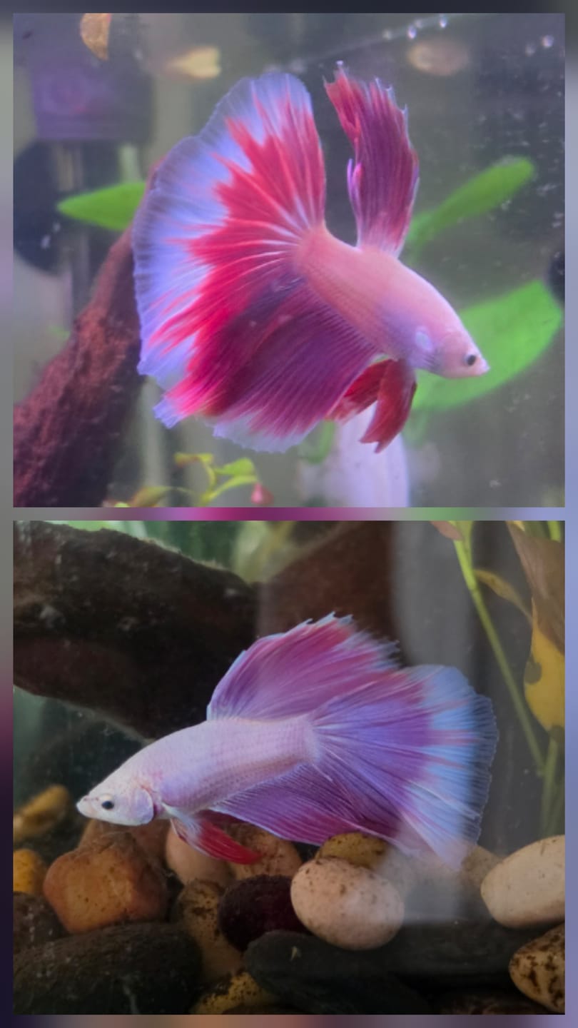 Customer photo review of Purple Halfmoon Male Betta Fish | Grower's Pick