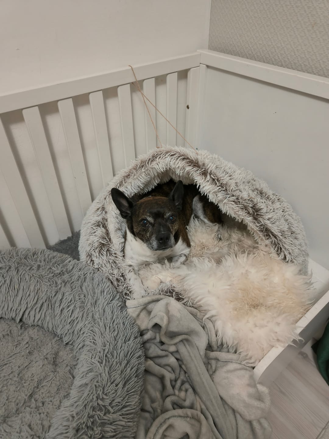 Customer photo review of CozyCave™ rauhoittava luolapeti koirille