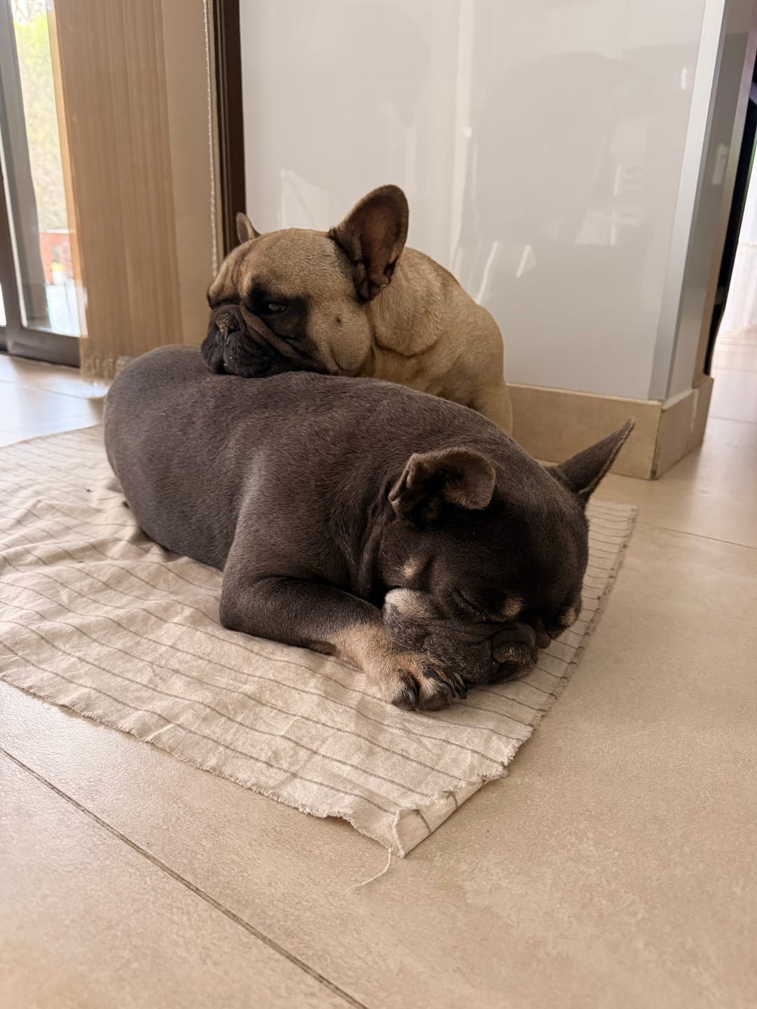 Customer photo review of Probioticos para perros