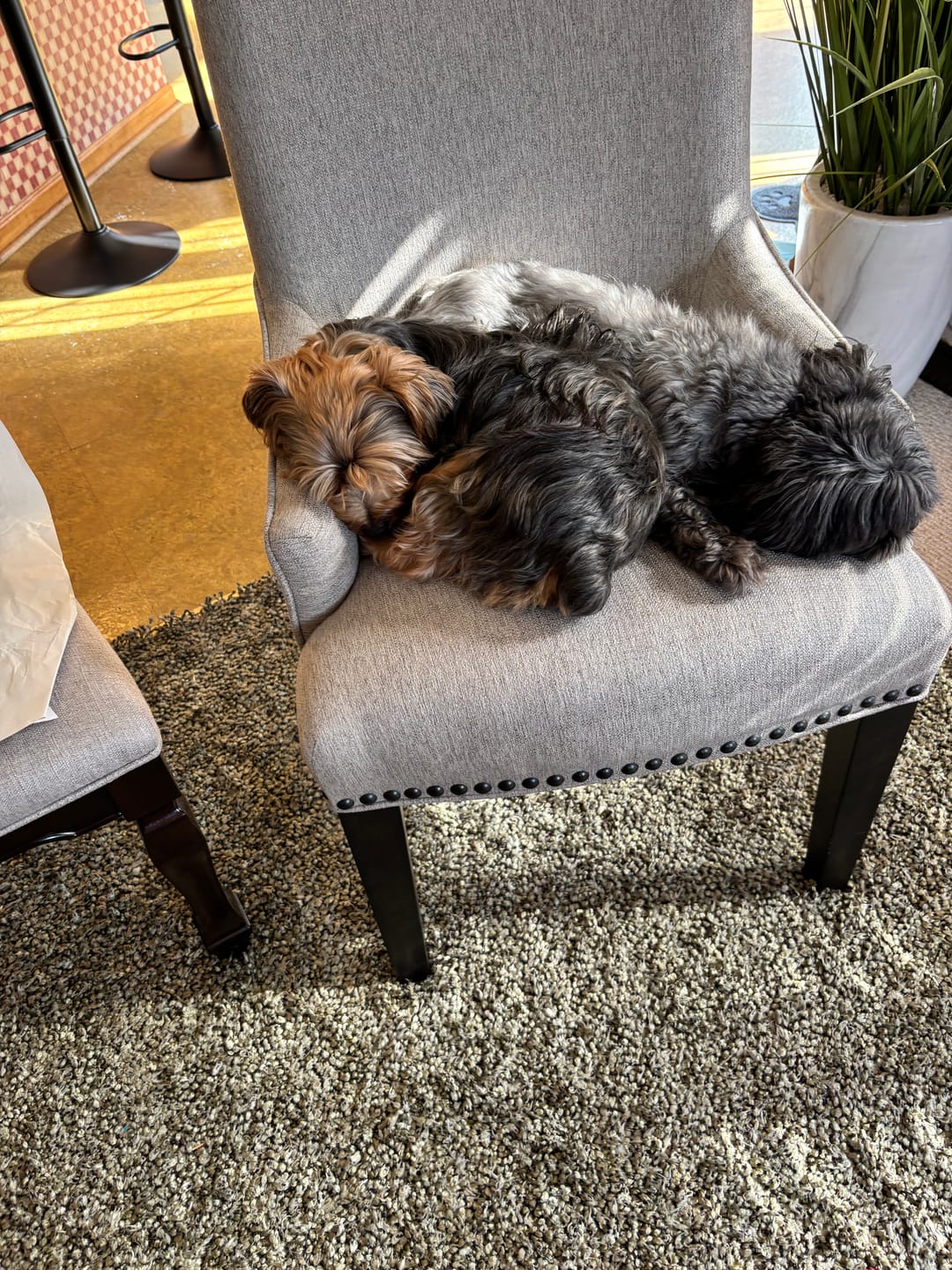 Customer photo review of FurLife™ 12 Months Flea and Tick Free