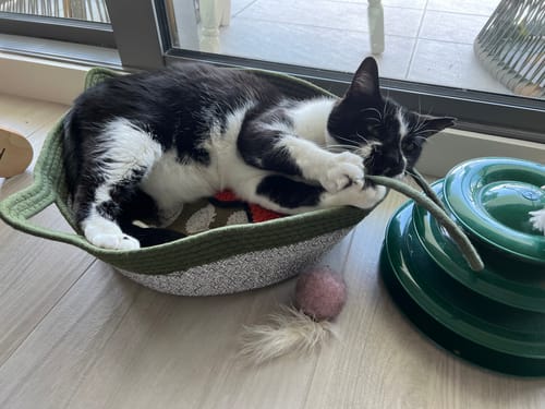 Customer's black and white cat playing with a toy inside the green woven Instinct Basket on a floor.