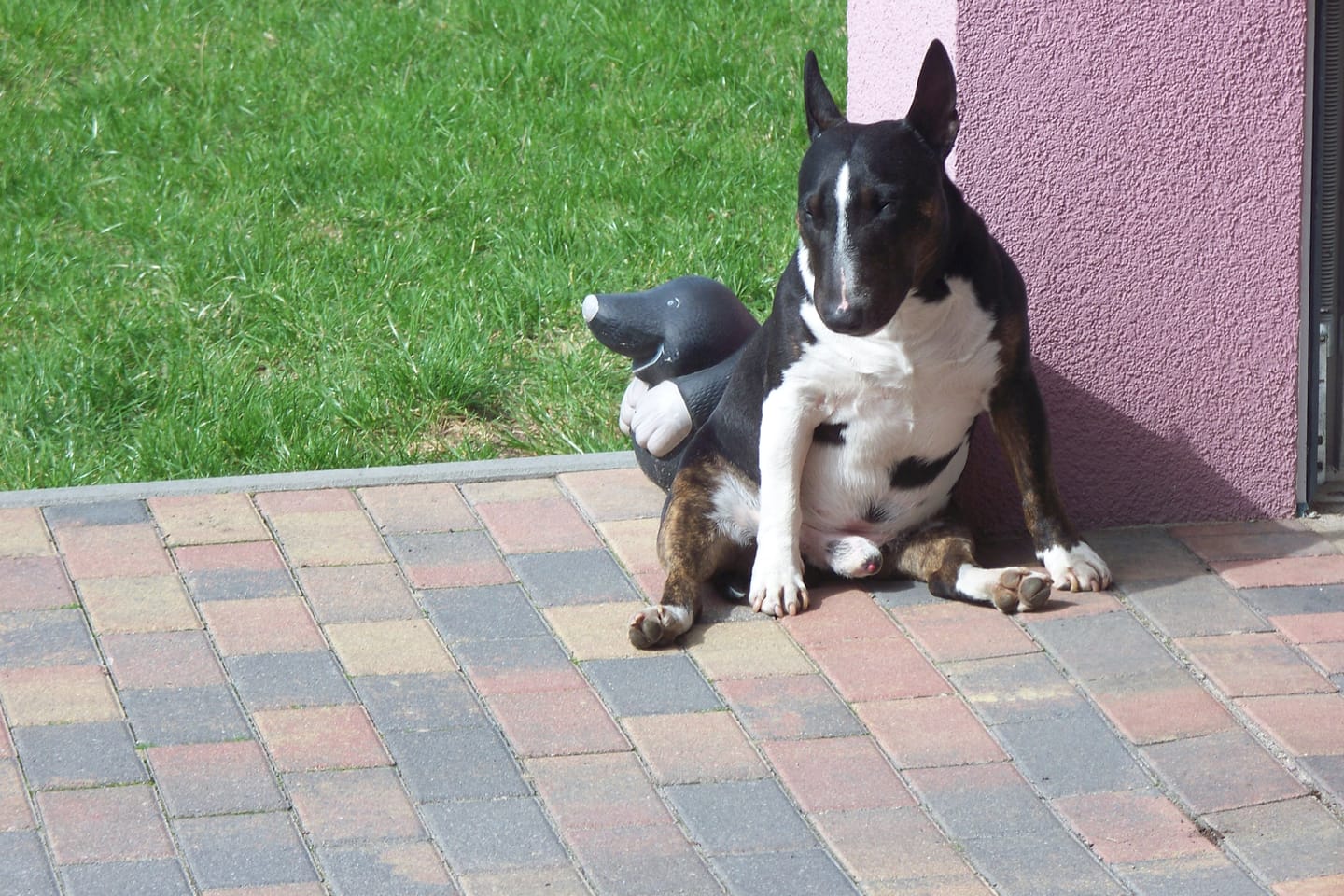 Customer photo review of Dr. Wuffys Gelenkformel – getestet von Wolfgang