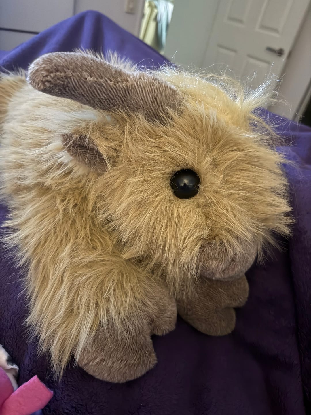 Customer photo review of Highland Cow Weighted Stuffed Animal