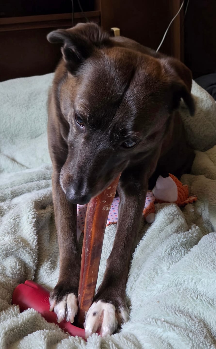 Customer photo review of 12 Inch Mega Monster Bully Stick (LIMITED)