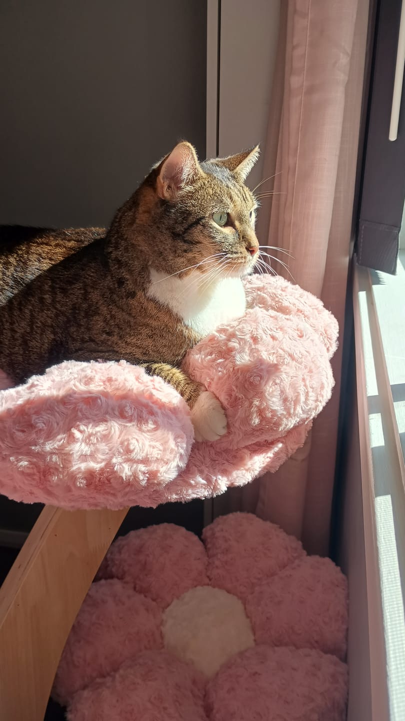 Customer photo review of Flower Series Cat Tree – 4 Platforms