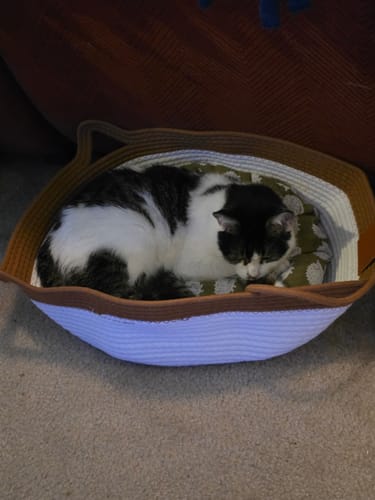 Customer's black and white cat resting inside the round, sturdy Instinct Basket with a patterned interior pillow.