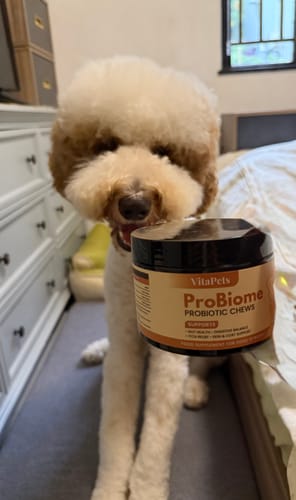 Customer's ProBiome™狗狗益生菌軟粒瓶身，背景是開心的狗狗在家中