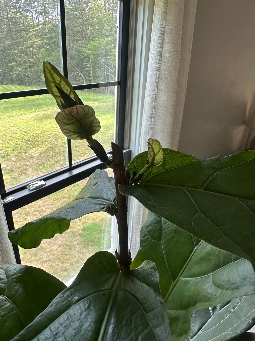 Customer photo review of Fiddle Leaf Fig Guide
