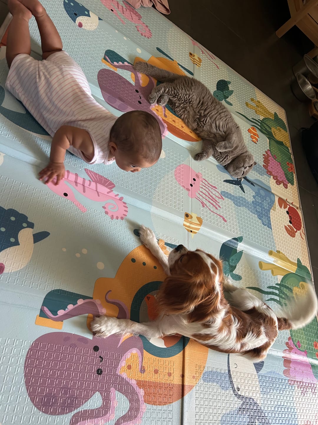 Customer photo review of Tapis d'éveil pliable anti-choc XXL