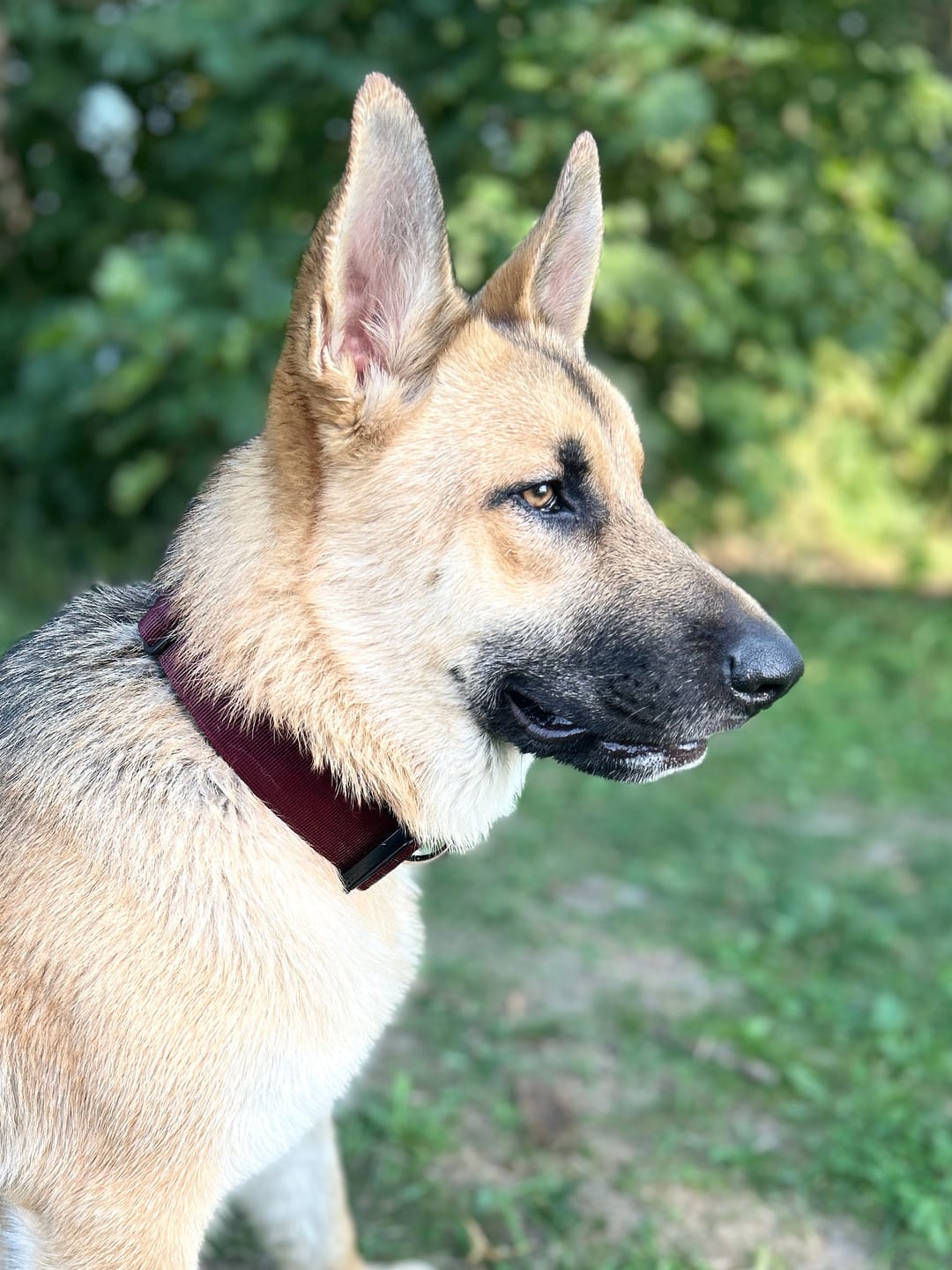 Customer photo review of 4cm Combat® Collar | With Handle & Secure Clip - Burgundy