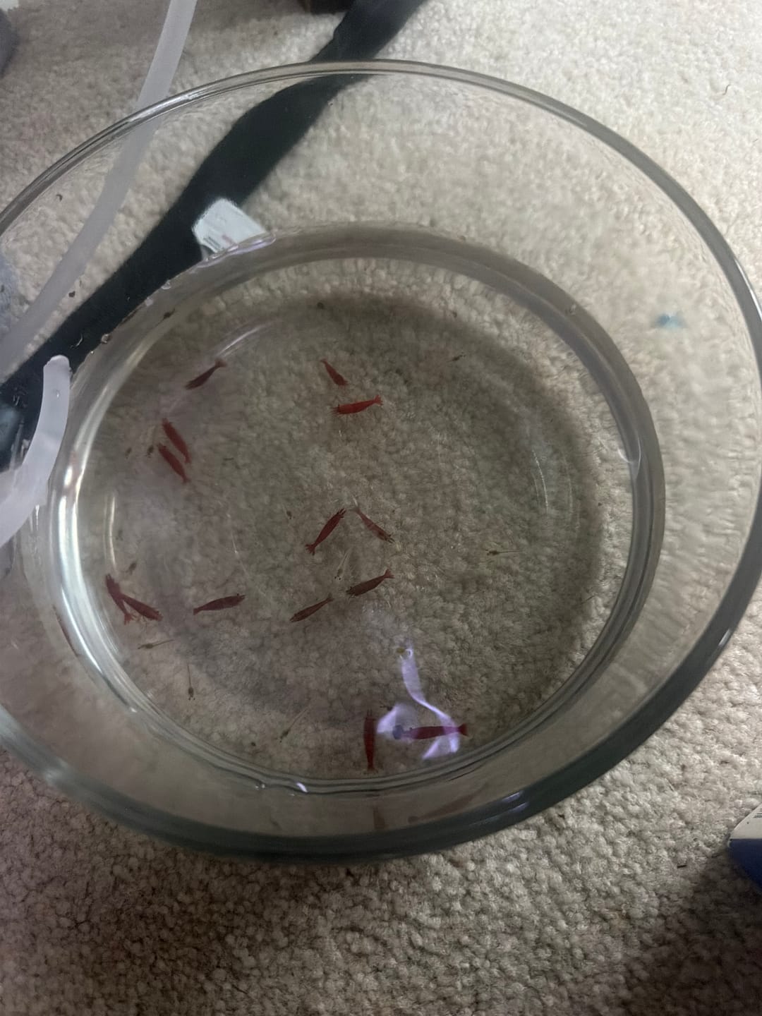 Customer photo review of Fire Red Cherry Shrimp