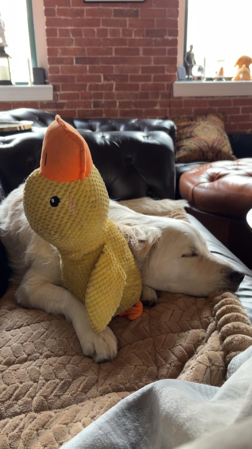 Customer photo review of Canard Anti-Stress