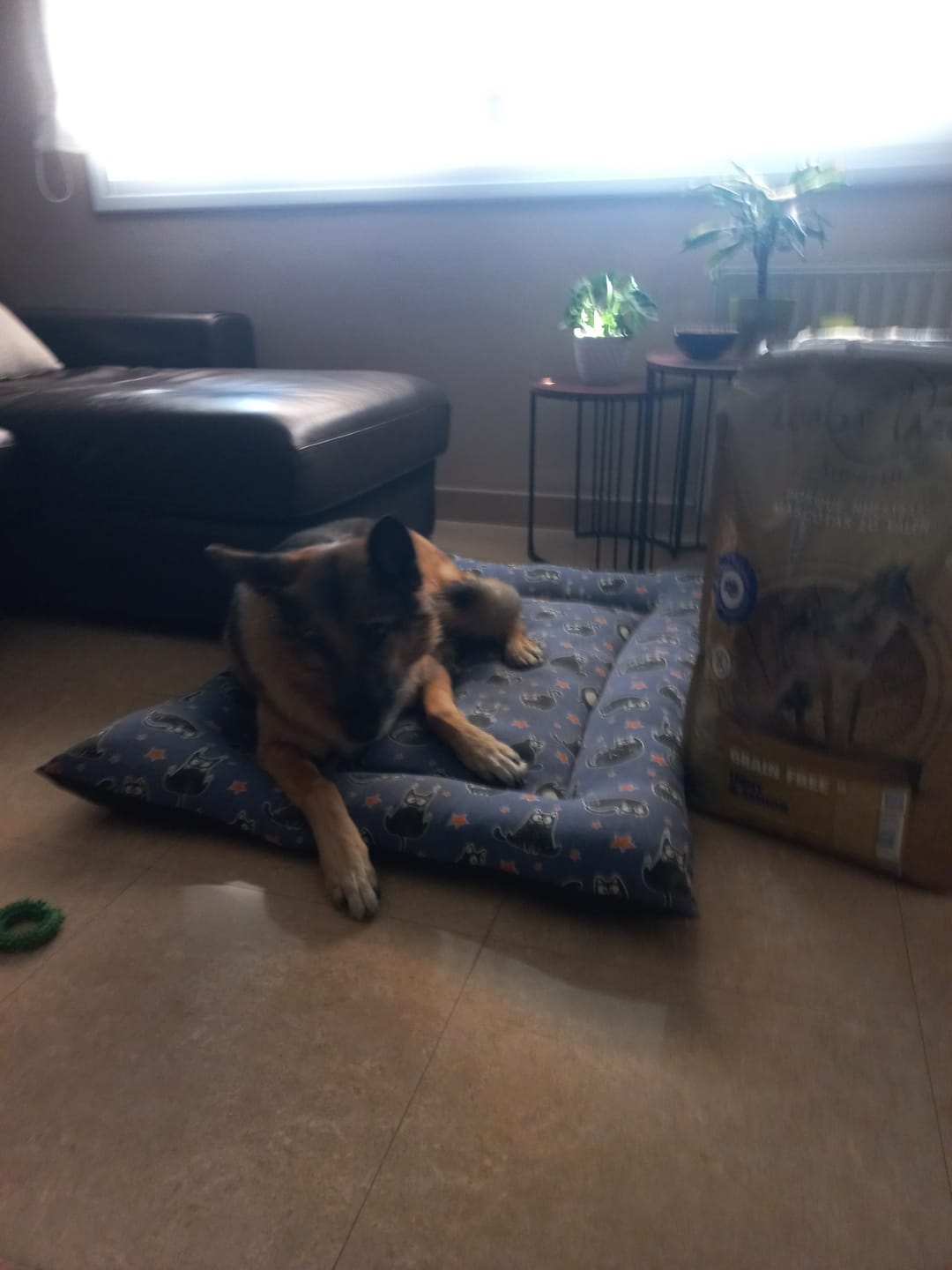 Customer photo review of Grain Free Cordero