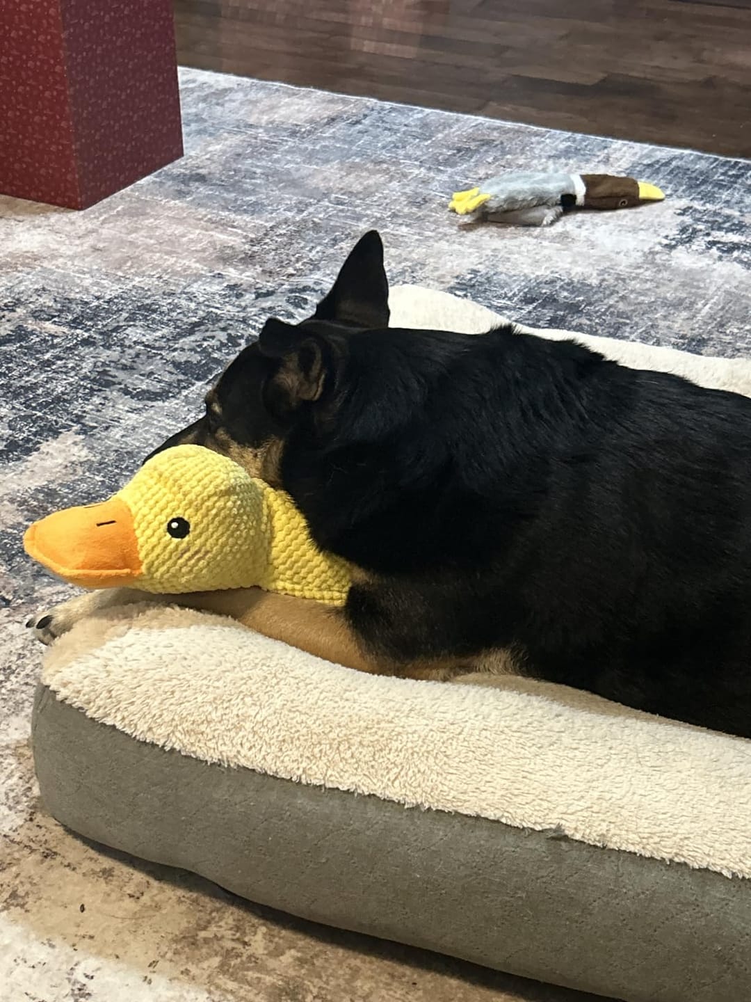 Customer photo review of Canard Anti-Stress
