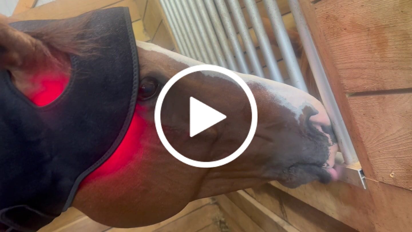 Customer video review of HorseHalo™ HaloHead