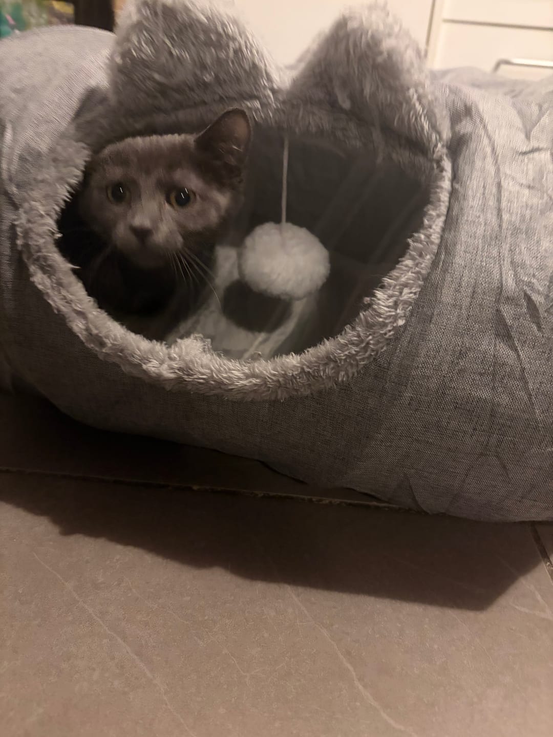Customer photo review of Large Cat Tunnel Bed Multi-Functional Toy Interactive Pet Playhouse Indoor