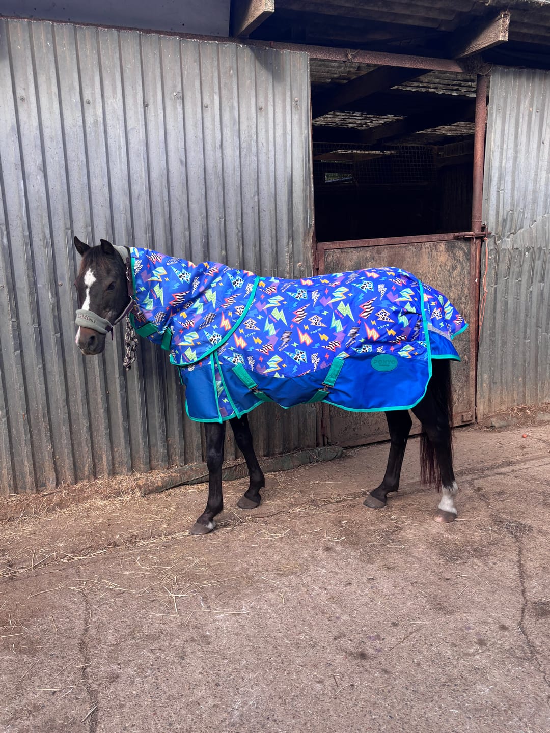 Customer photo review of NEW Thunderstruck Turnout Rug