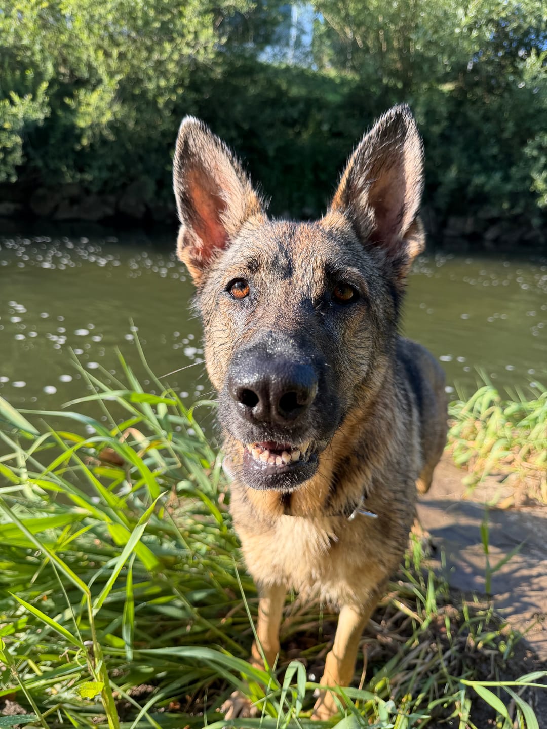Customer photo review of Pferdekopfhaut für Hunde