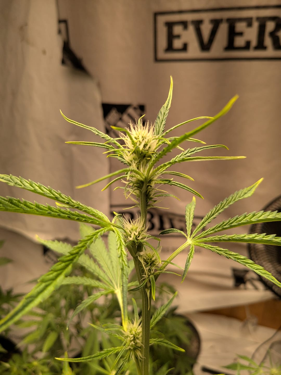 Customer photo review of Fast Track Autoflower Seed Bundle - 4 Strains - 48 Auto Seeds