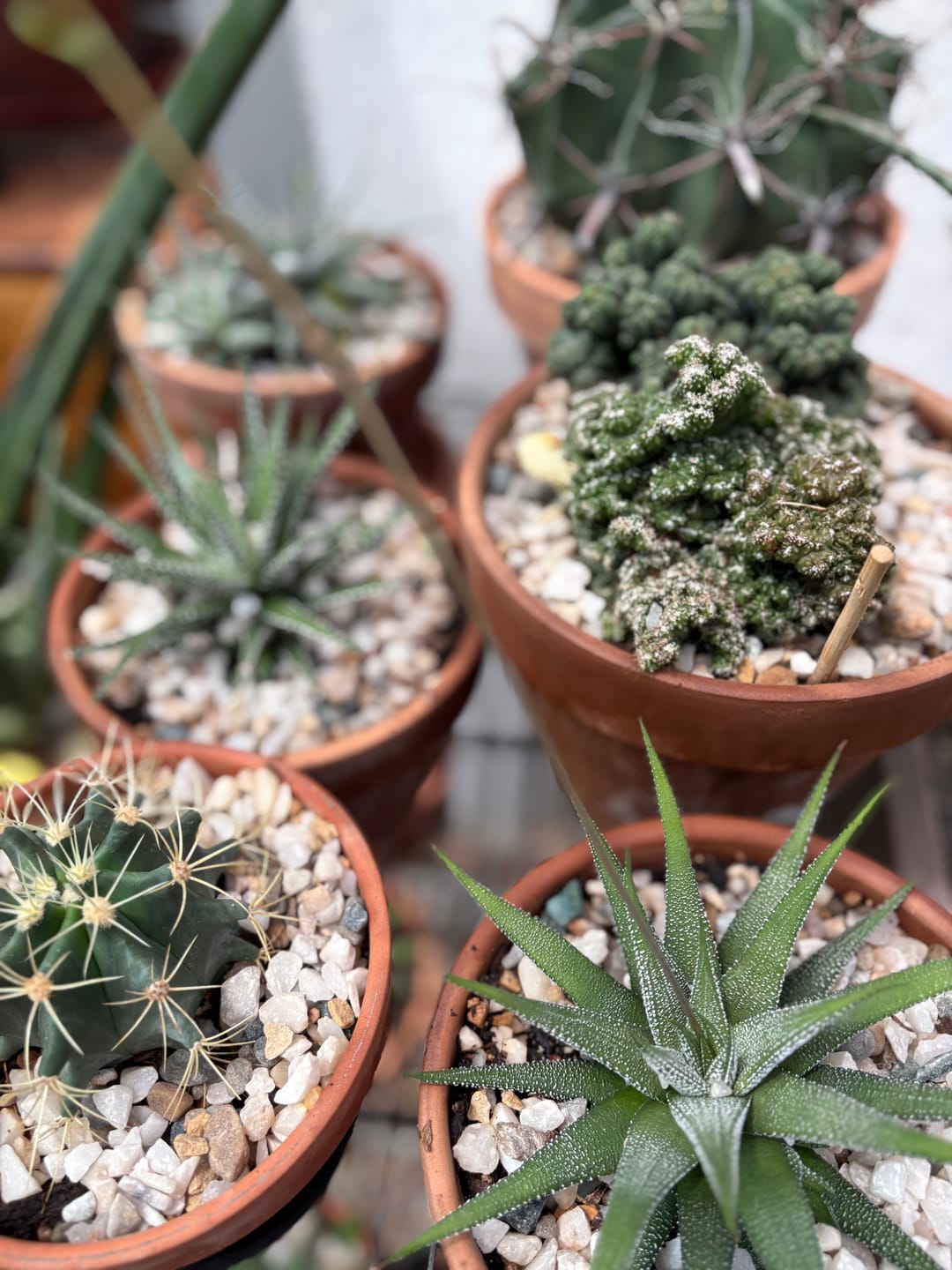 Customer photo review of Plant Juice