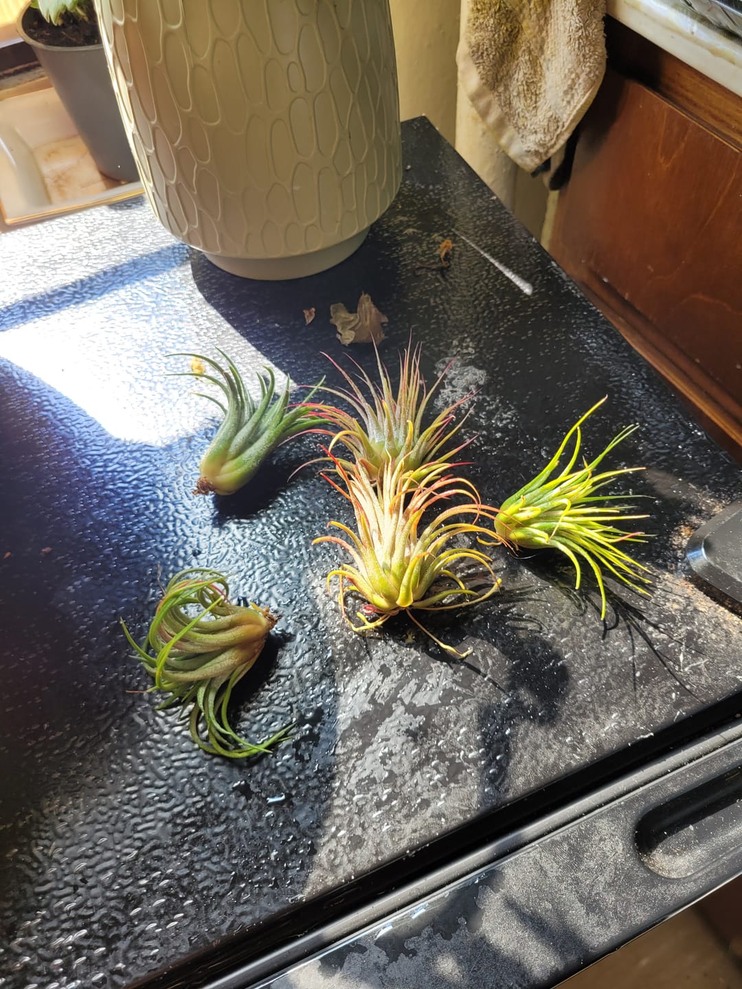 Customer photo review of B Quality Ionantha Variety 3 Pack  ($0.75 Per Plant)
