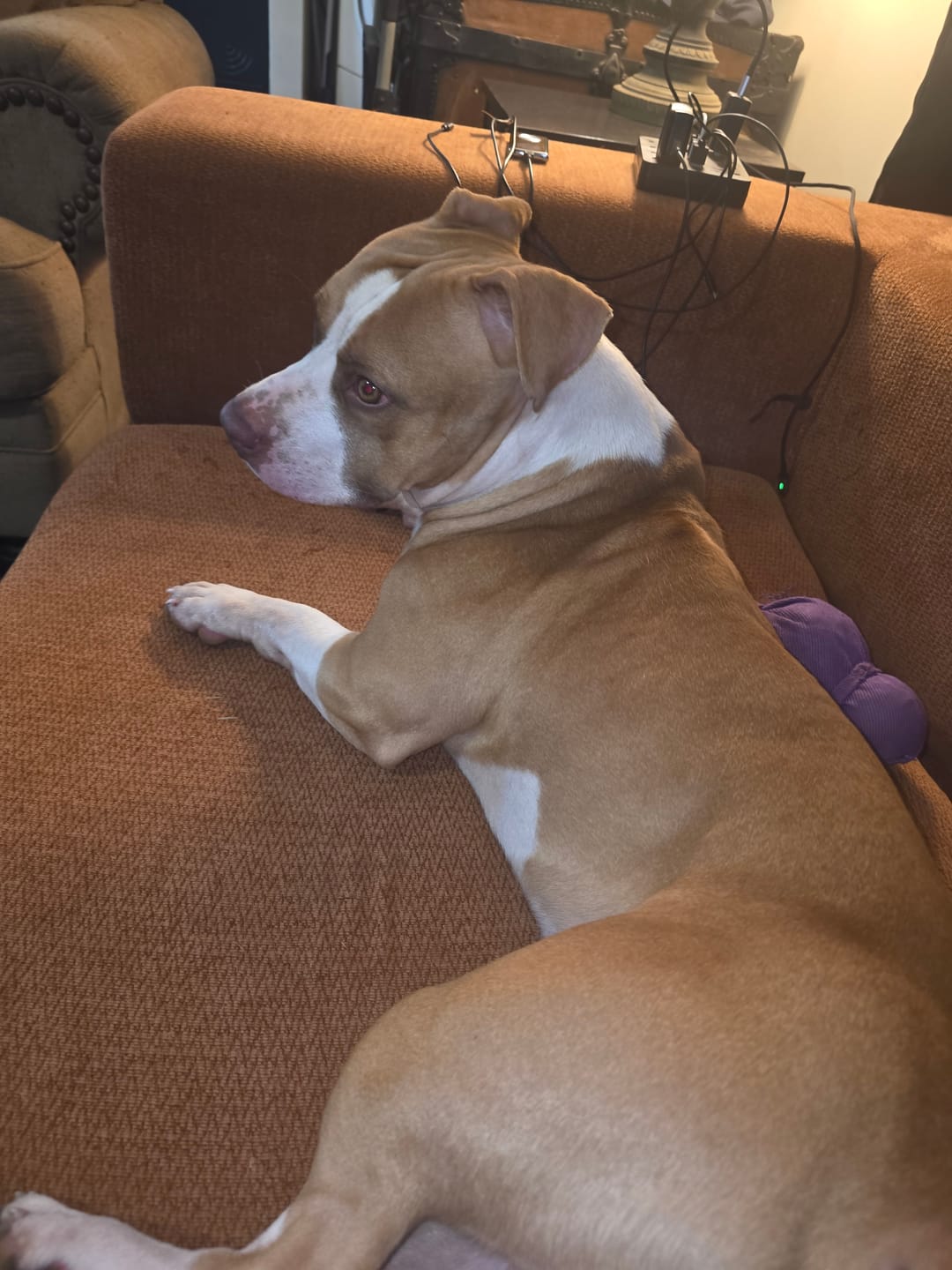 Customer photo review of Paw Licker Bundle