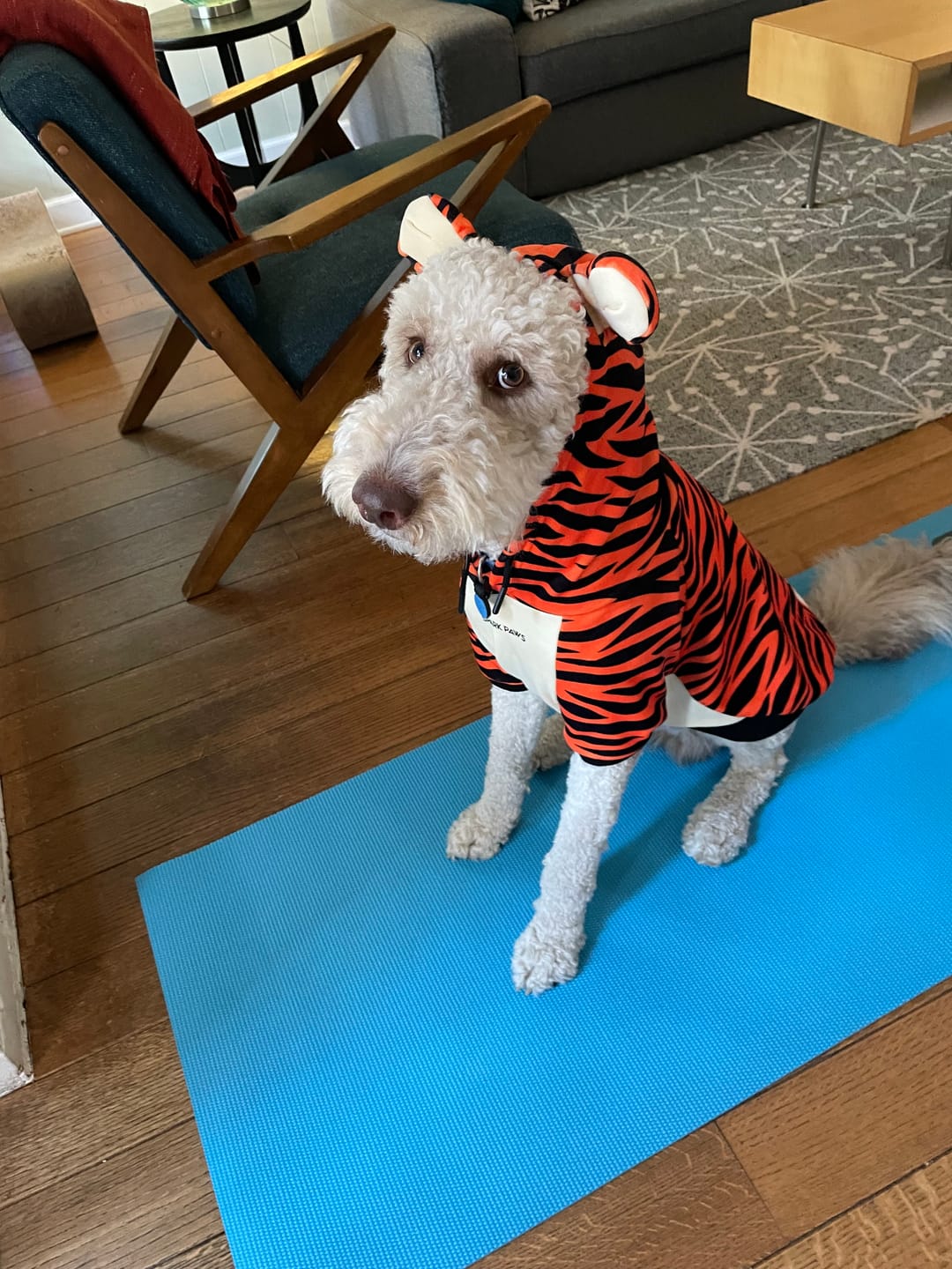 Customer photo review of Halloween Dog Hoodie - Tiger