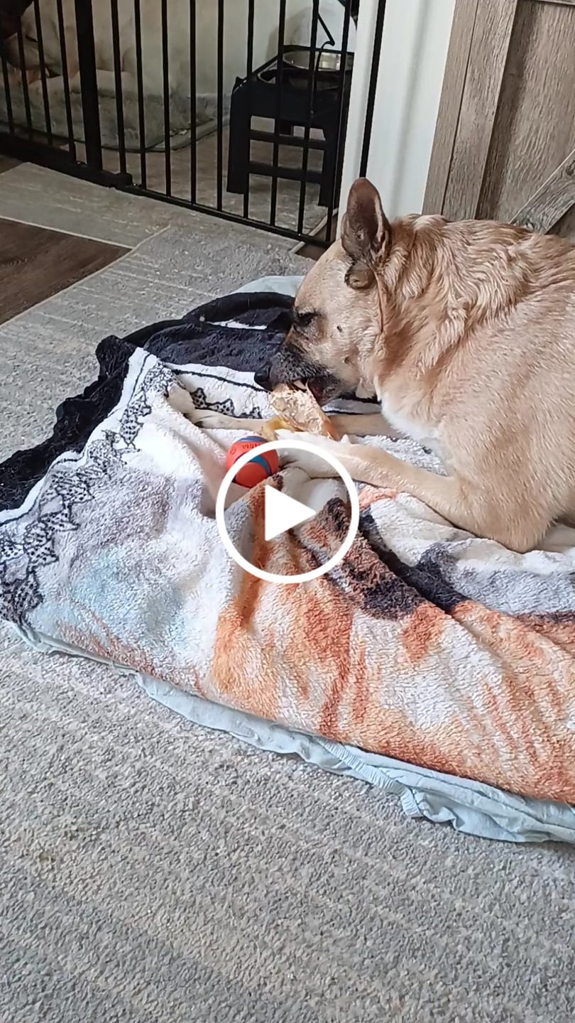 Customer video review of Natural Cow Ear