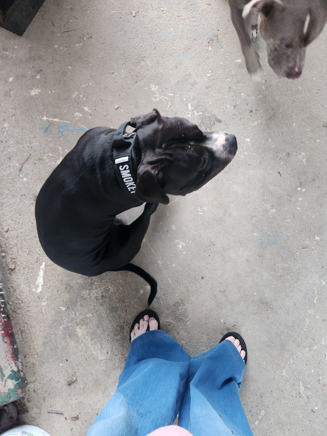 Customer photo review of Bully Proof Collar