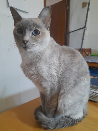 Customer photo review of Cat Adult