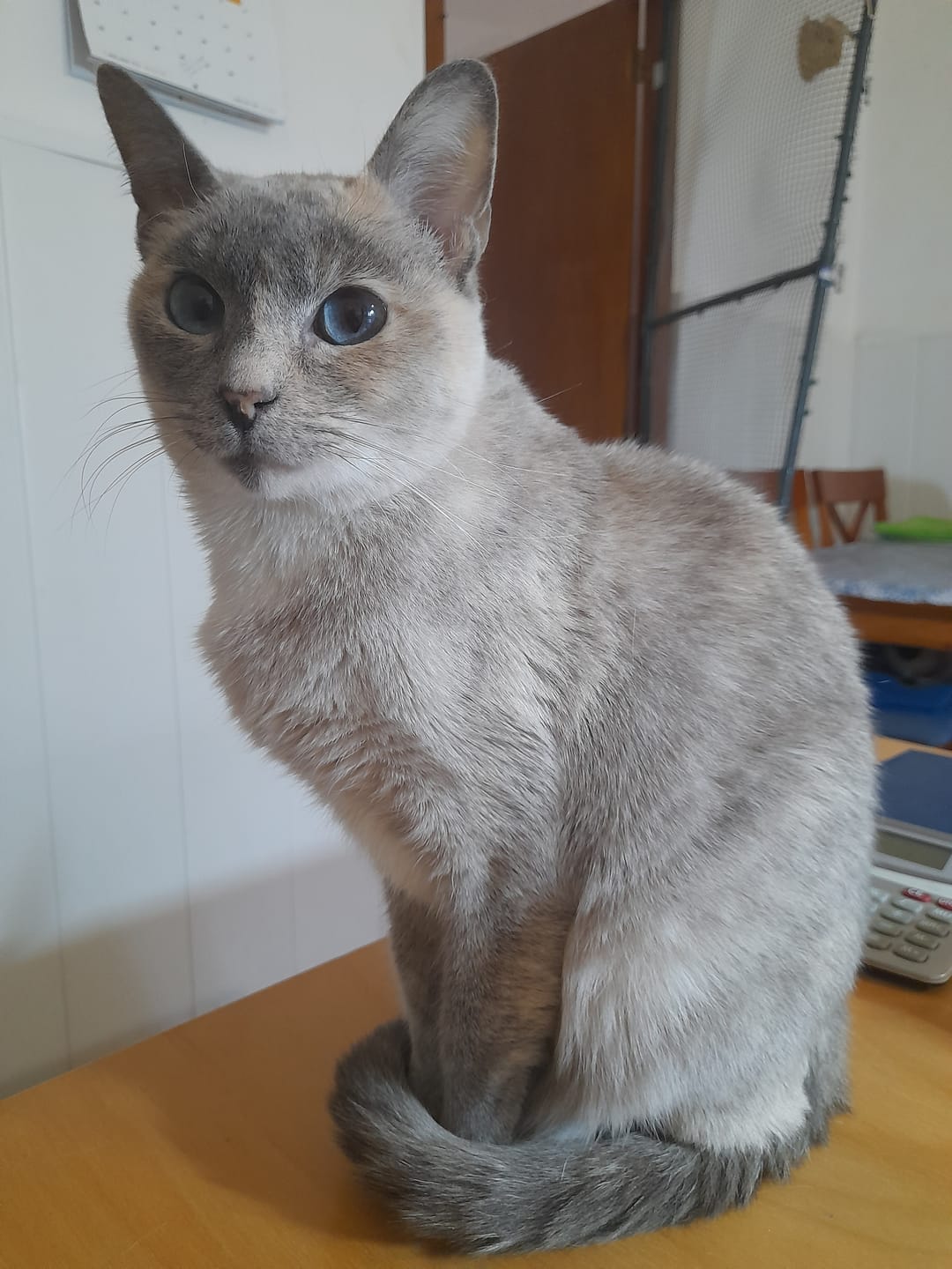 Customer photo review of Cat Adult