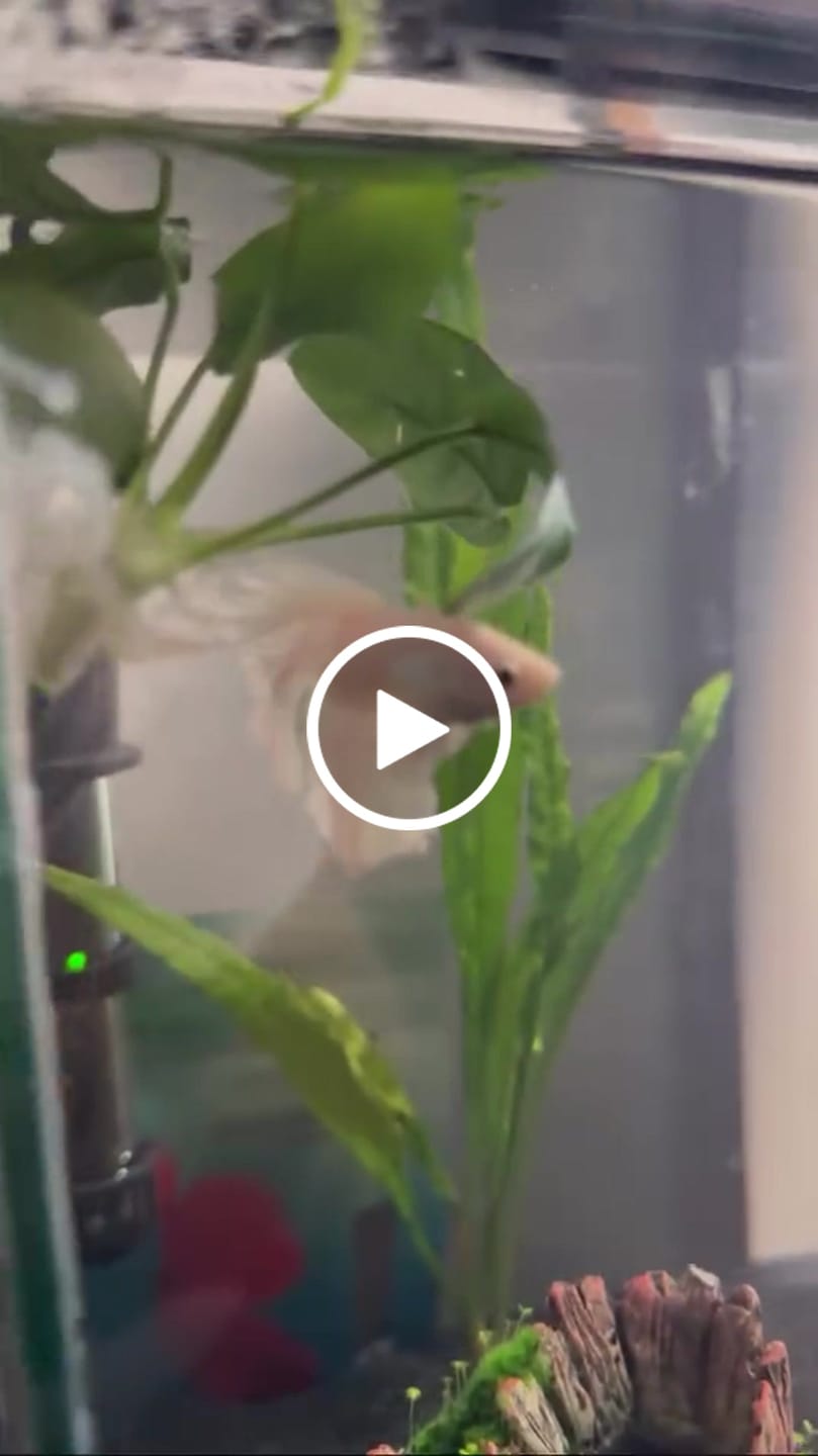 Customer video review of Halfmoon White Betta Fish (Male)