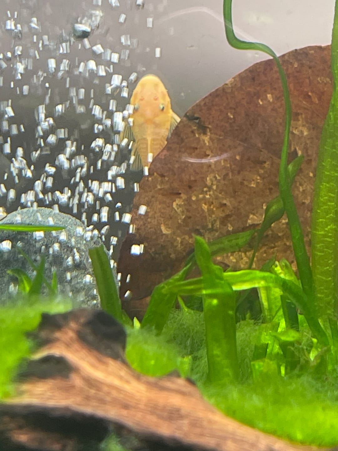 Customer photo review of L144a Blue Eye Lemon Bristlenose Pleco (2 Inches) "NEW"
