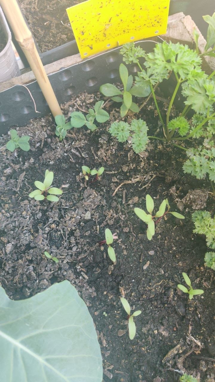 Customer photo review of Spinatgemüse ‘Rote Gartenmelde’