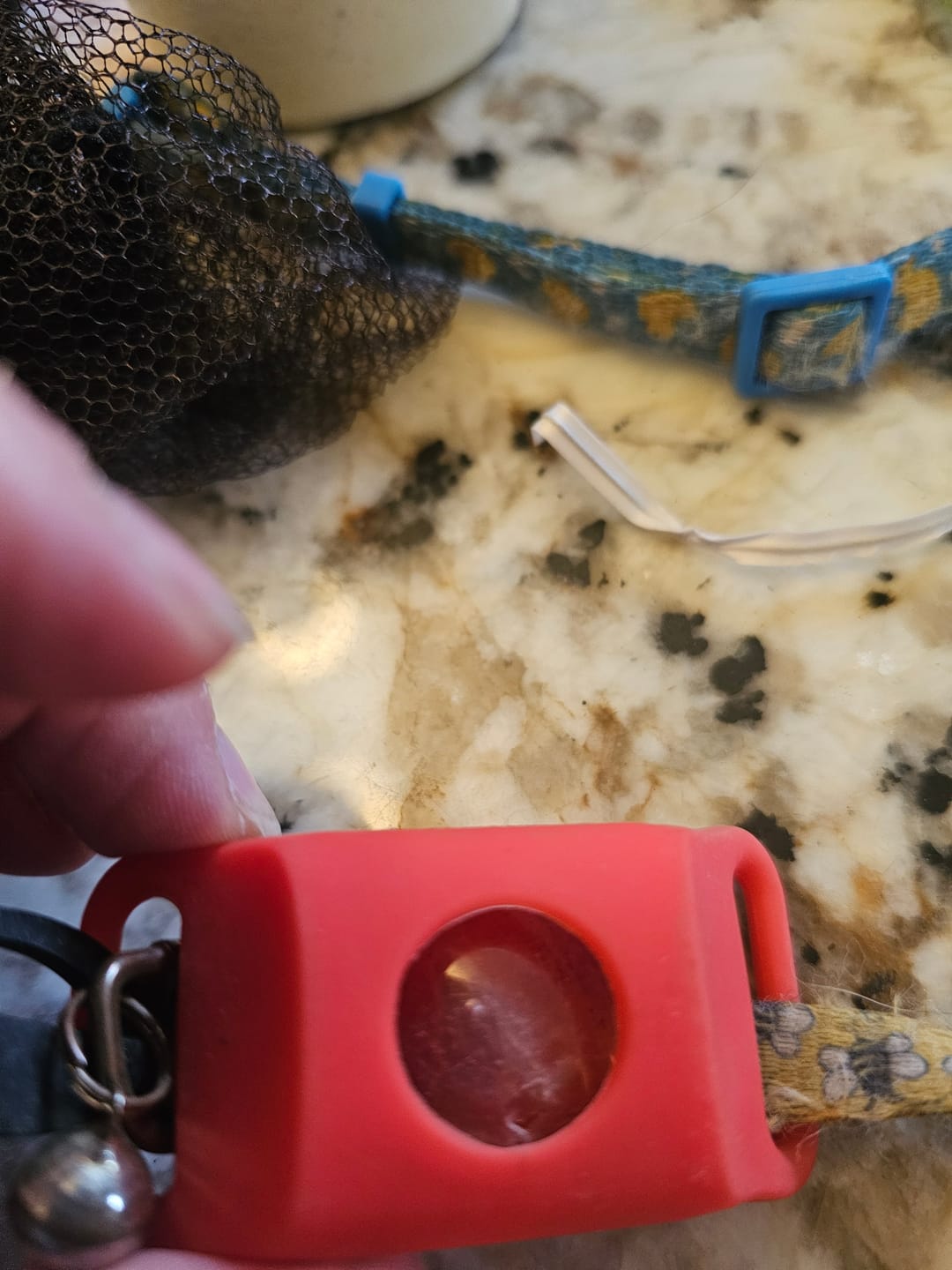 Customer photo review of FurLife™ - 12 Months All Natural Flea and Tick Tags for Cats